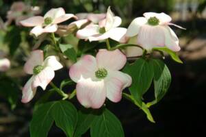 Pink Dogwood in our backyard