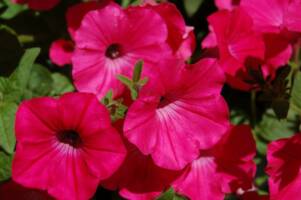 Pink Petunias on our deck