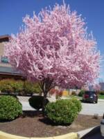 Flowering cherry at the med center in GP