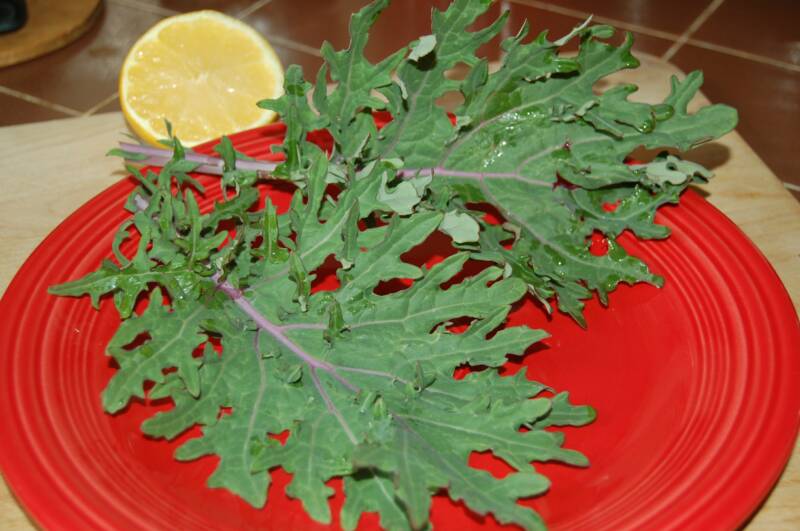 Russian Kale, spring crop